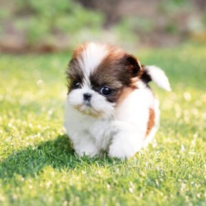 SHIH TZU