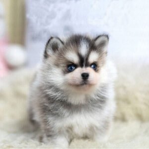 Pomsky